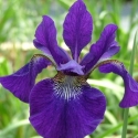 Picture of Iris Caesars Brother