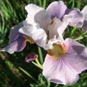 Picture of Iris Cheery Lynn