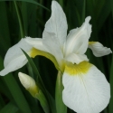 Picture of Iris Crystal Bright