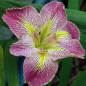 Picture of Iris Flamingo Flamenco