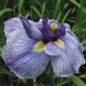 Picture of Iris Geisha Girl