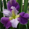 Picture of Iris Glowlight