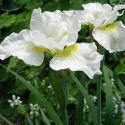 Iris Hapswell Happiness Picture of Iris Hapswell Happiness