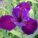 Picture of Iris Jeri