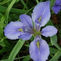 Picture of Iris Lake Ouachita