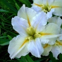 Picture of Iris Nutcote