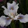 Iris Pacifica Mixed Picture of Iris Pacifica Mixed