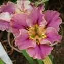 Picture of Iris Prix De Elegance