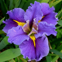 Picture of Iris Queen Jeanne