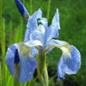 Picture of Iris Sky Blue