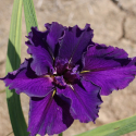 Picture of Iris Star Power