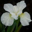 Picture of Iris Swans in Flight