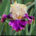 Picture of Iris bearded Irwell Thanks Giving