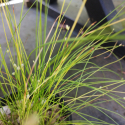 Picture of Isolepis Cernus