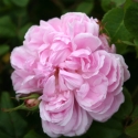 Picture of Ispahan-Rose