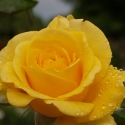 Picture of Ivey Hall Std 80cm-Rose
