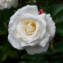 Picture of Jack Frost-Rose