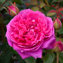 Picture of James L Austin Std 80cm-Rose