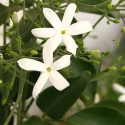 Picture of Jasminum Azoricum