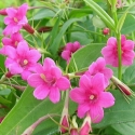 Picture of Jasminum Beesianum