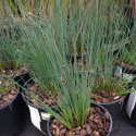 Picture of Juncus Blue Dart