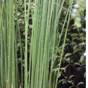 Picture of Juncus Pallidus