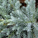 Picture of Juniperus Blue Carpet