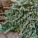 Picture of Juniperus Blue Rug