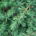 Picture of Juniperus Conferta STD