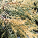 Picture of Juniperus Dandelight
