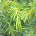 Picture of Juniperus Depressed Star