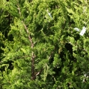 Picture of Juniperus Kaizuka