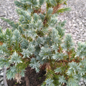 Juniperus Meyeri Picture of Juniperus Meyeri