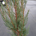 Picture of Juniperus Sky Rocket