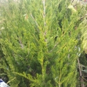 Picture of Juniperus Spartan