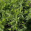 Picture of Juniperus Taxifolia Lutchuensis