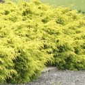 Picture of Juniperus X Media Gold Coast