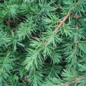 Picture of Juniperus Conferta