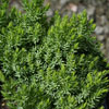 Picture of Juniperus procumbens Nana