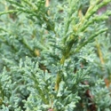 Picture of Juniperus x Media Blaauw