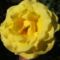 Picture of Kaiteri Gold Clg-Rose