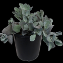Picture of Kalanchoe Pumila