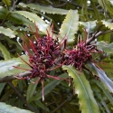 Picture of Knightia Excelsa