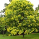 Picture of Koelreuteria paniculata