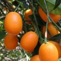 Picture of Kumquat Fortunella Nagami