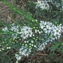 Picture of Kunzea Ericoides