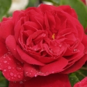 Picture of L D Braithwaite-Rose