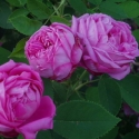 Picture of La Reine de Viollette-Rose