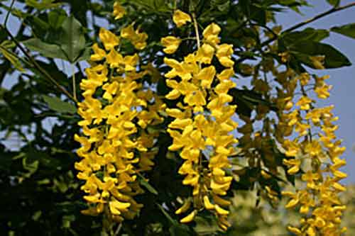 Picture of Laburnum Watereri Vossii