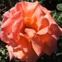 Picture of Lady Barbara Clg-Rose
